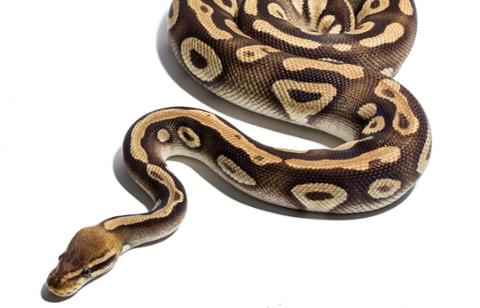Go to article Python Unit Testing: Best Practices to Follow