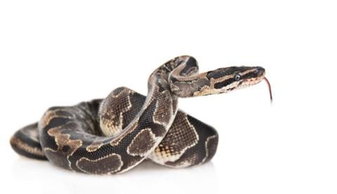 Go to article 4 Popular Python Frameworks for You to Explore in 2021