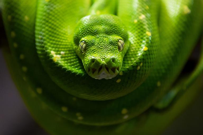 shutterstock_544641280.jpg Main image of article Python, Java Top List of Languages In-Demand by Employers